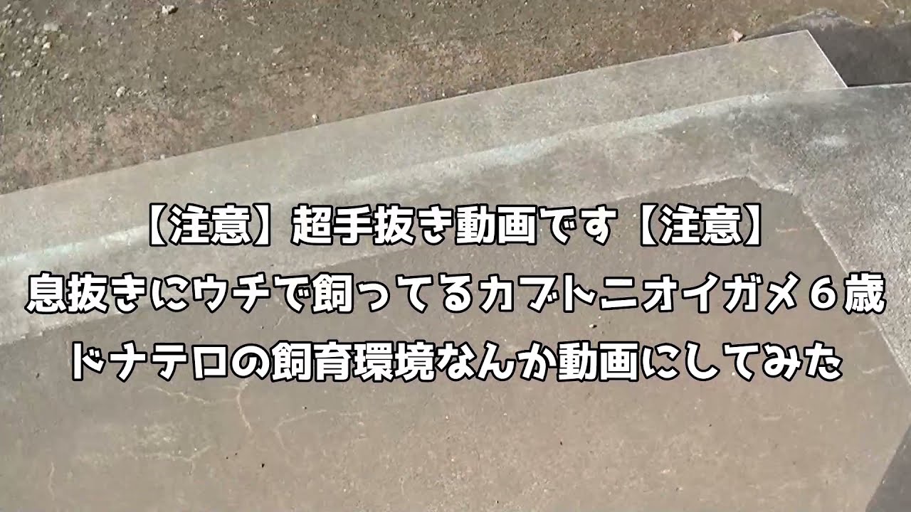 大人のカブトニオイガメの飼育環境