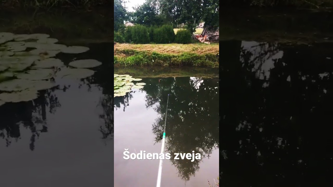 Zveja
