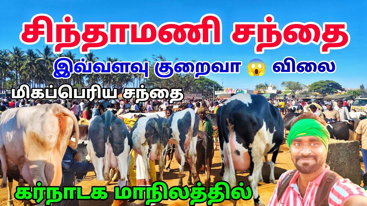 chintamani cow market karnataka 2025 இவ்வளவு குறைவு 🫢 சிந்தாமணி மாட்டு சந்தை அருமையான மாடு