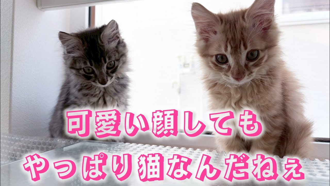 【これはほんの序章に過ぎなかった…】