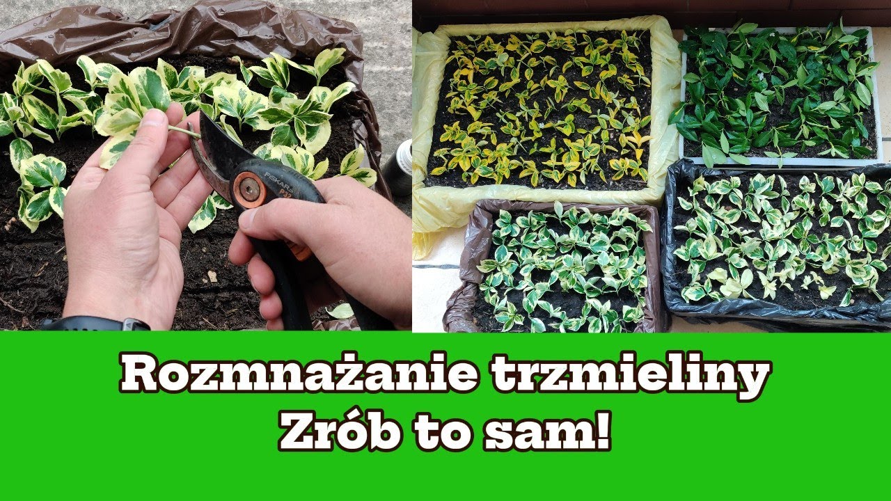 Rozmnażanie trzmieliny. Zr&oacute;b to sam!