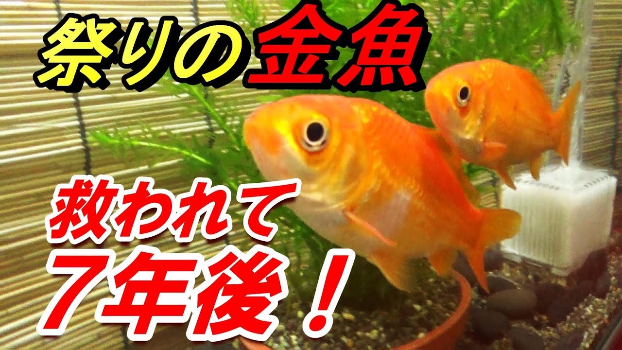 祭りの金魚７年後！　大きくなりました！【金魚すくい】