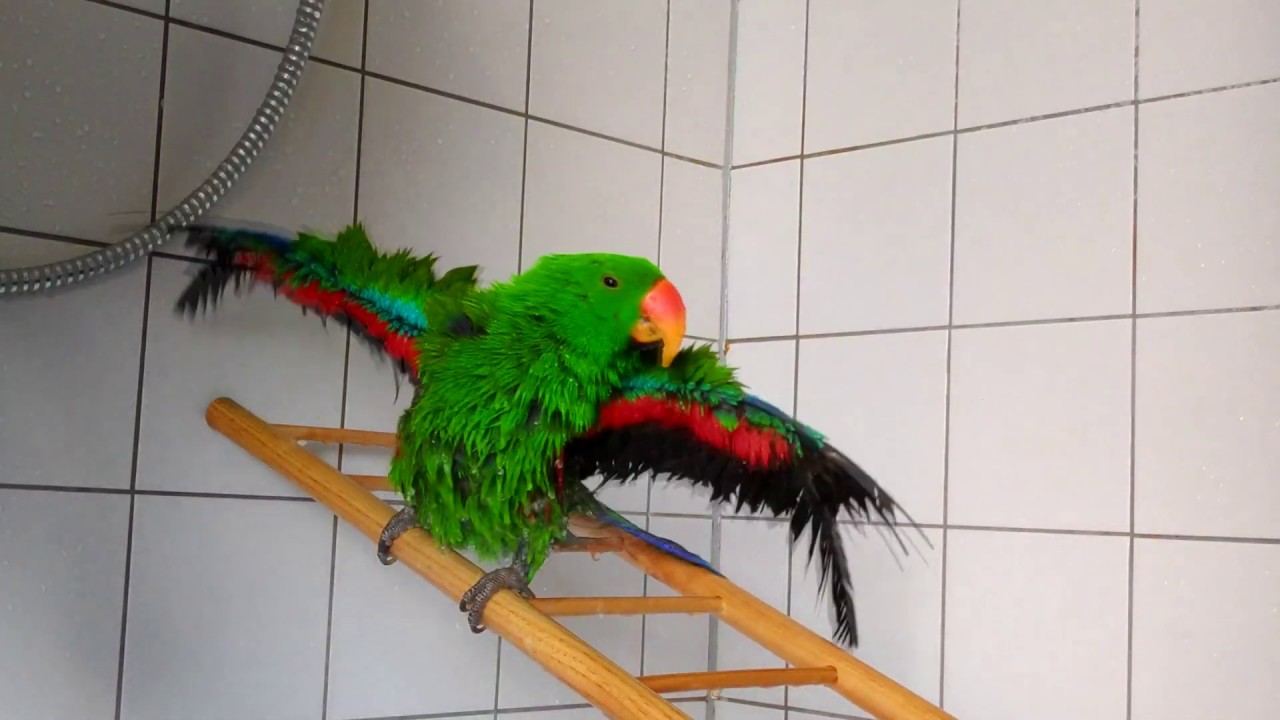 Loki the Eclectus parrot enjoying his shower