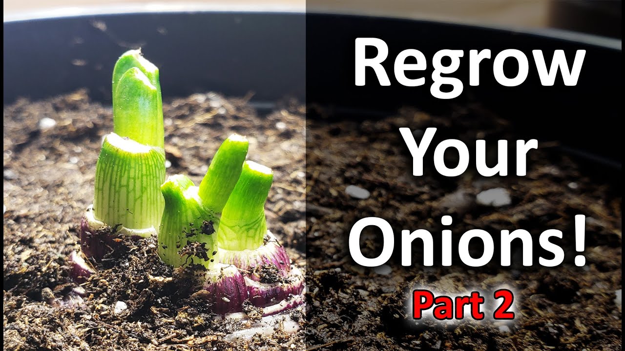 Regrow Onions From Another Onion...Need Proof? - Vlog Part 2 of 5