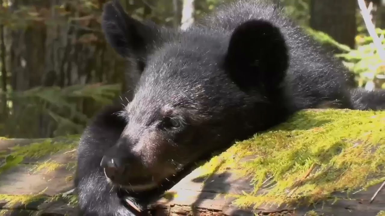 Трейлер фильма «Мои медведи. Гималайцы» / Trailer 'My Bear Story' Lesfilm