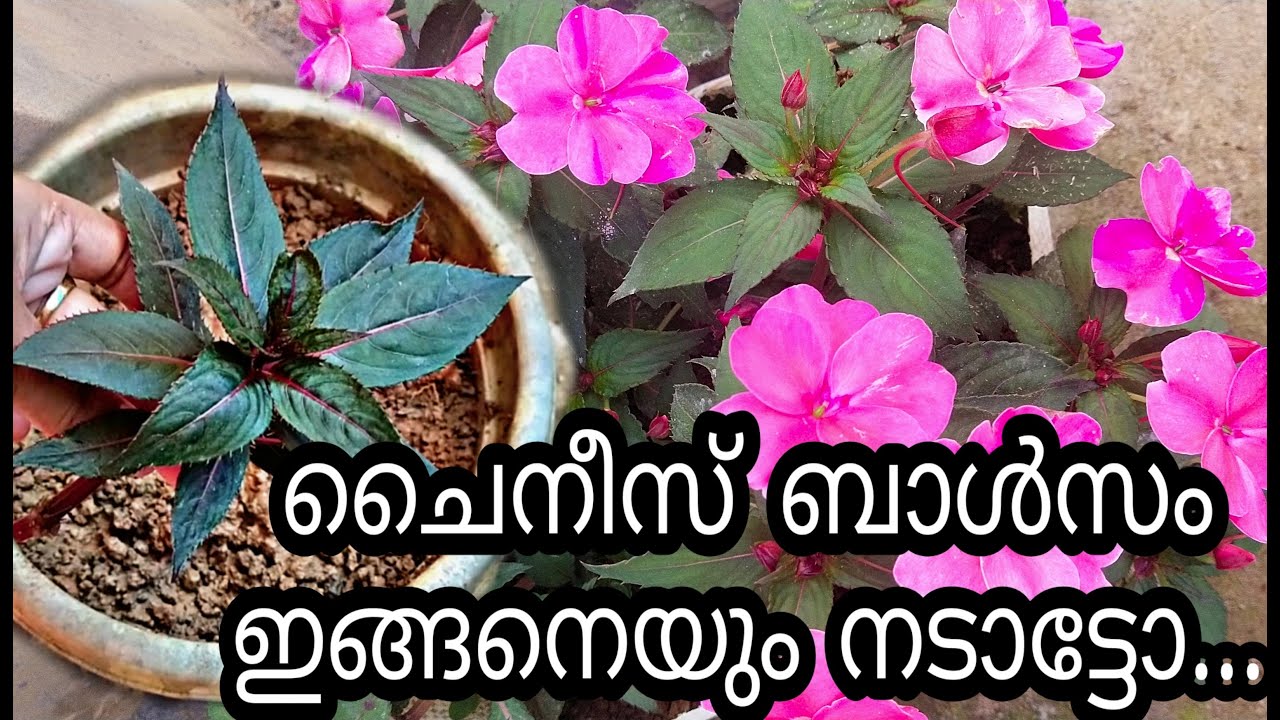 ചൈനീസ് ബാൾസം ഇങ്ങനെയൊന്ന് നട്ടുനോക്കൂ |Chinees Balsam Propagation..!!!