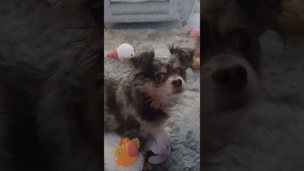 Epic chihuahua face moment keep watching 👀 