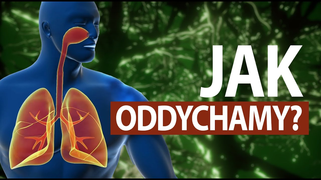 Jak działa człowiek #ODDYCHANIE (tłumaczenie PJM)