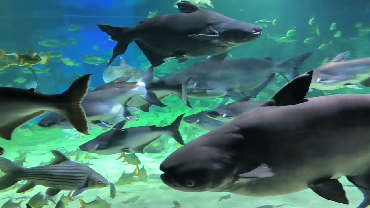 Angkor Wildlife & Aquarium, Siem Reap