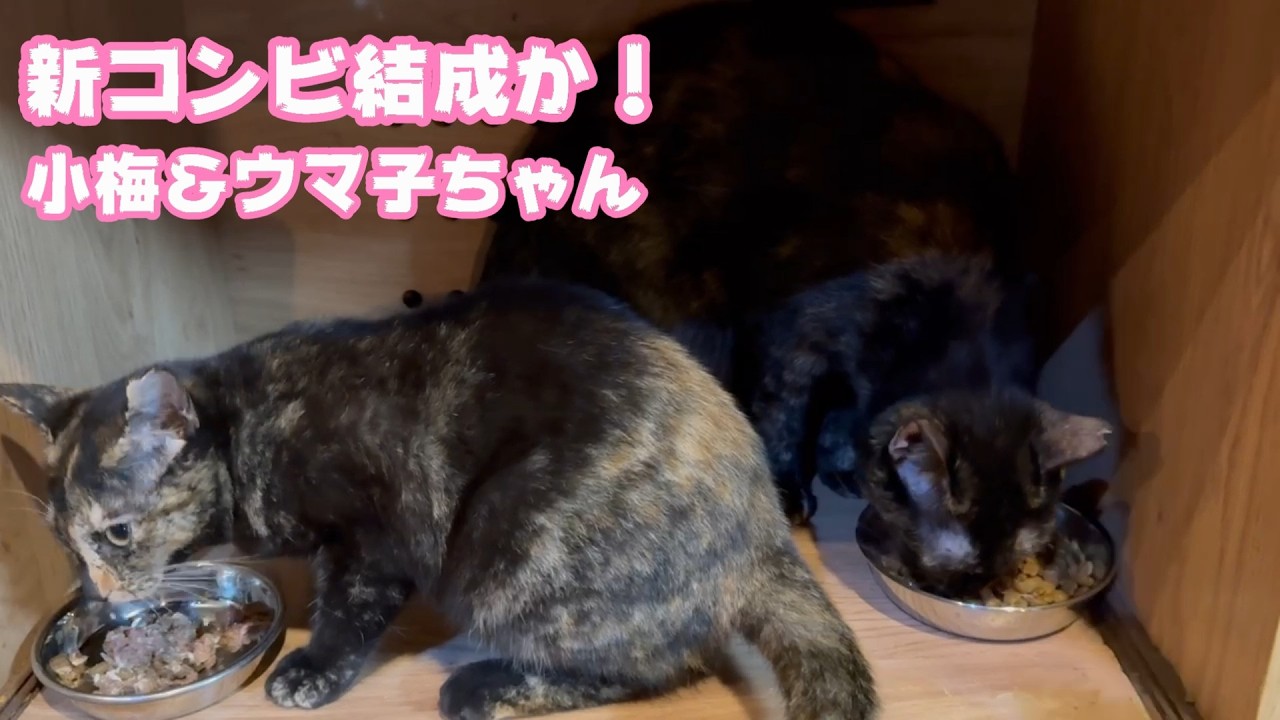 新コンビ結成か？  小梅＆ウマ子ちゃん  2026 02 17 1
