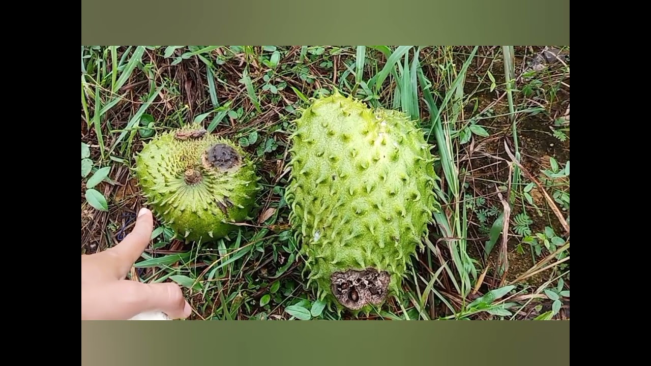 Belajar Cara Memilih Dan Memetik Durian Belanda Yang Sudah Masak #berkebun #durianbelanda