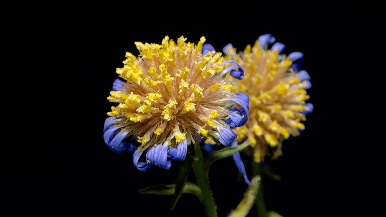 [4K] 우선국꽃 개화 타임랩스/꽃피는 영상/nature timelapse/flower-네이처타임랩스
