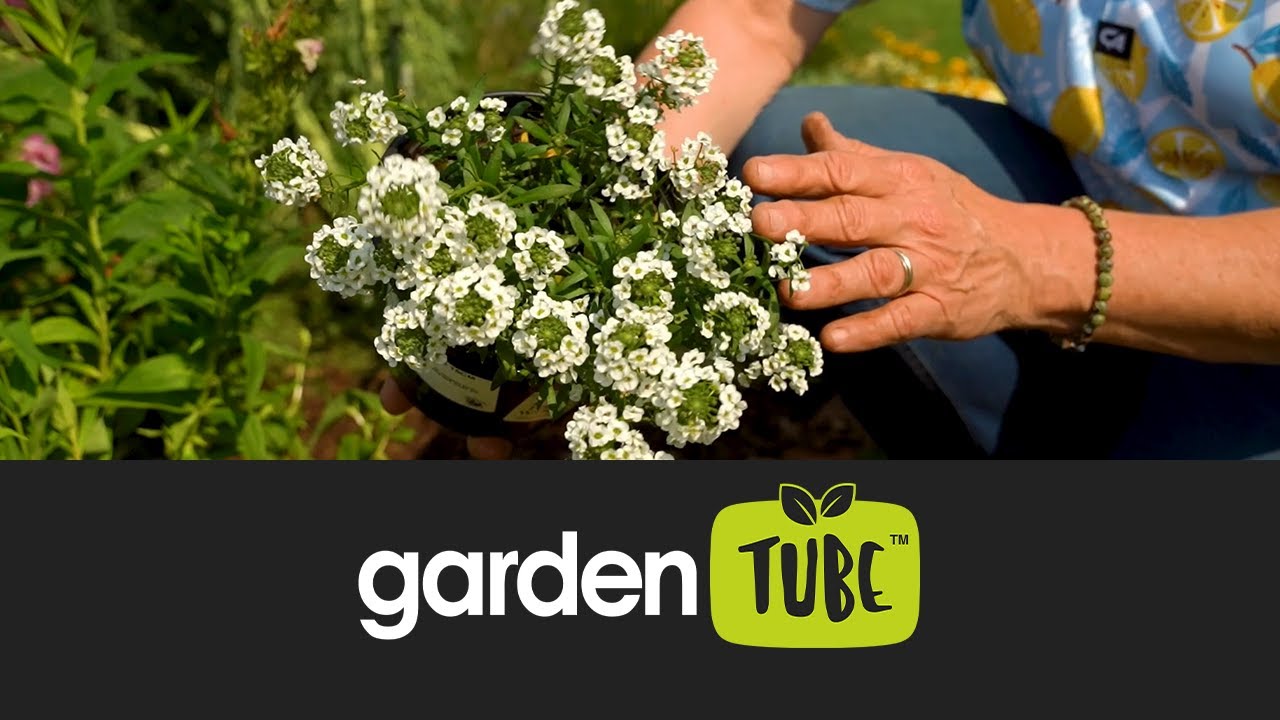 Однолетники для красочных бордюров