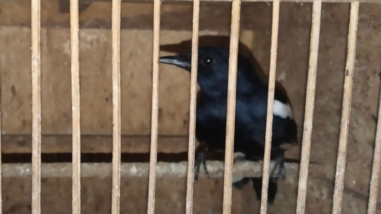 UPDATE STOK ABADI BIRD BANDUNG RABU 04/02/2026