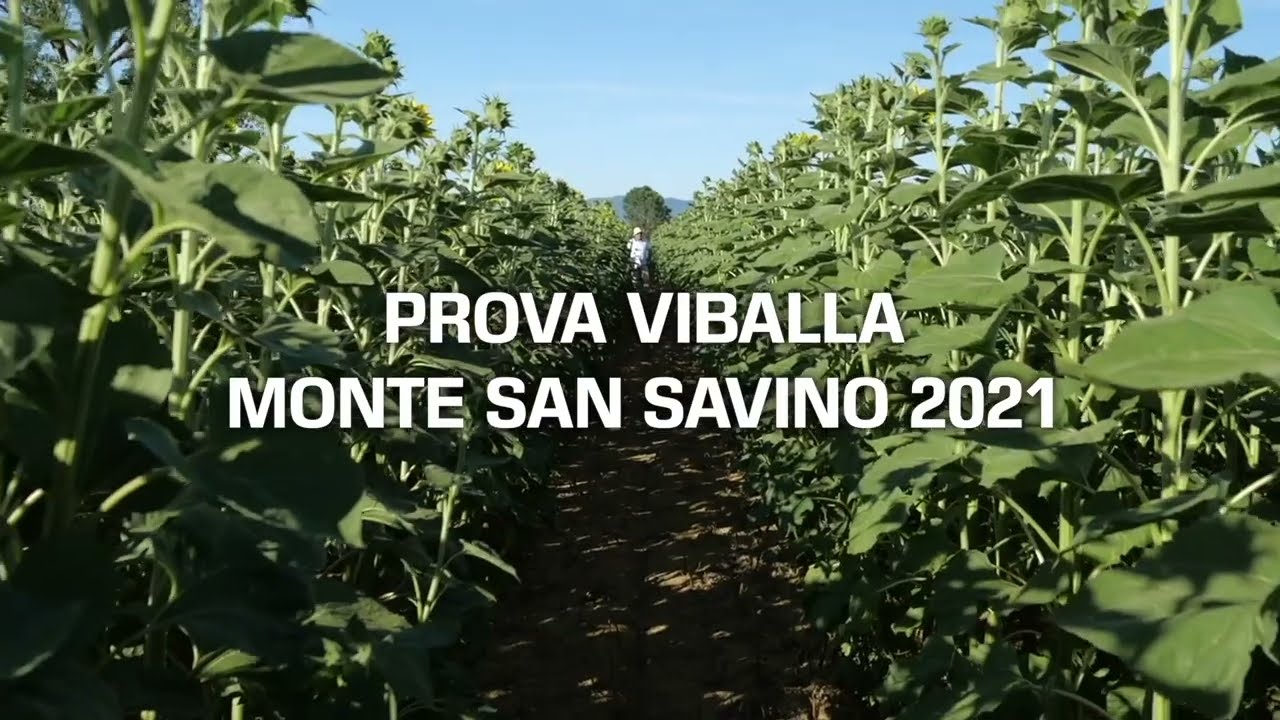 Prove Viballa su girasole  (Monte San Savino, 2021)