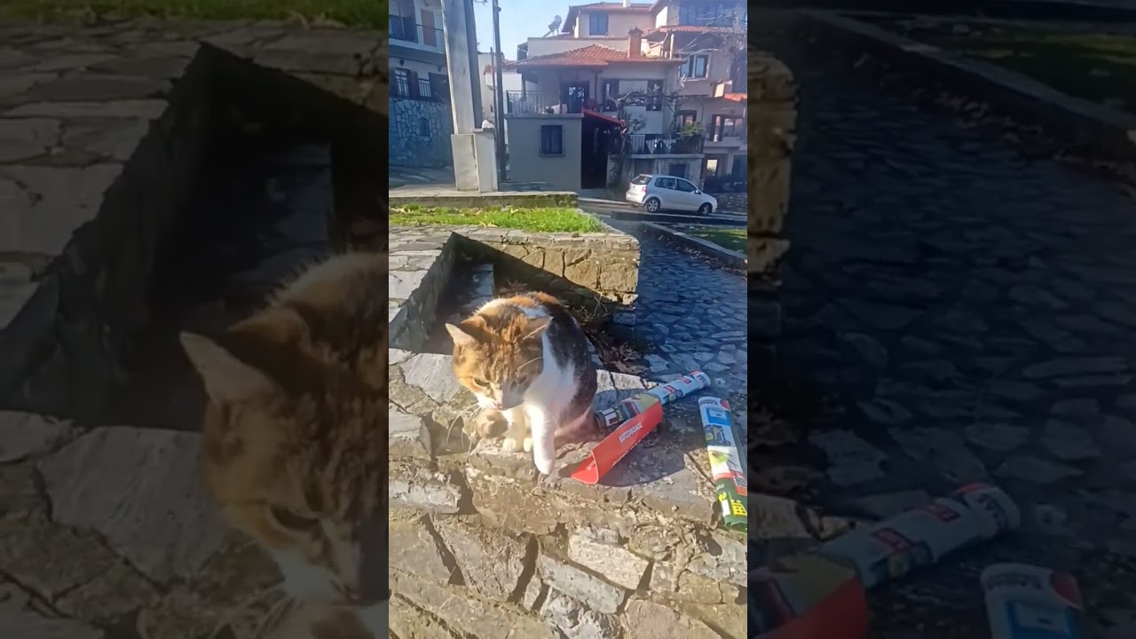 Purring Friend 🐾 | Quiet Cat Moments