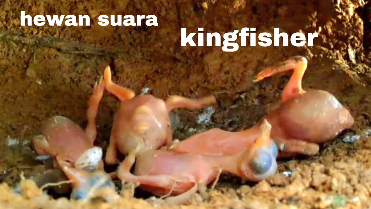 SUASANA  SARANG DALAM TANAH KINGFISHER