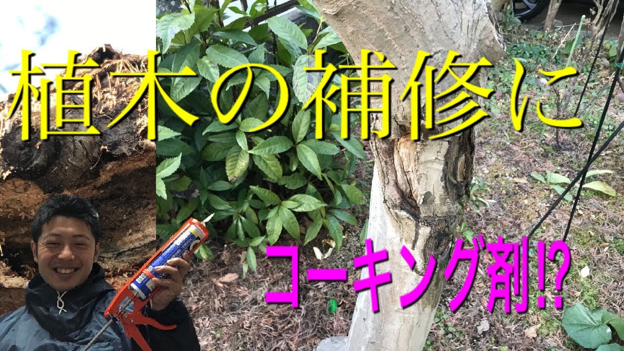 （大丈夫？）コーキング剤を使って穴だらけのモミジを補修してみた。（字幕対応）