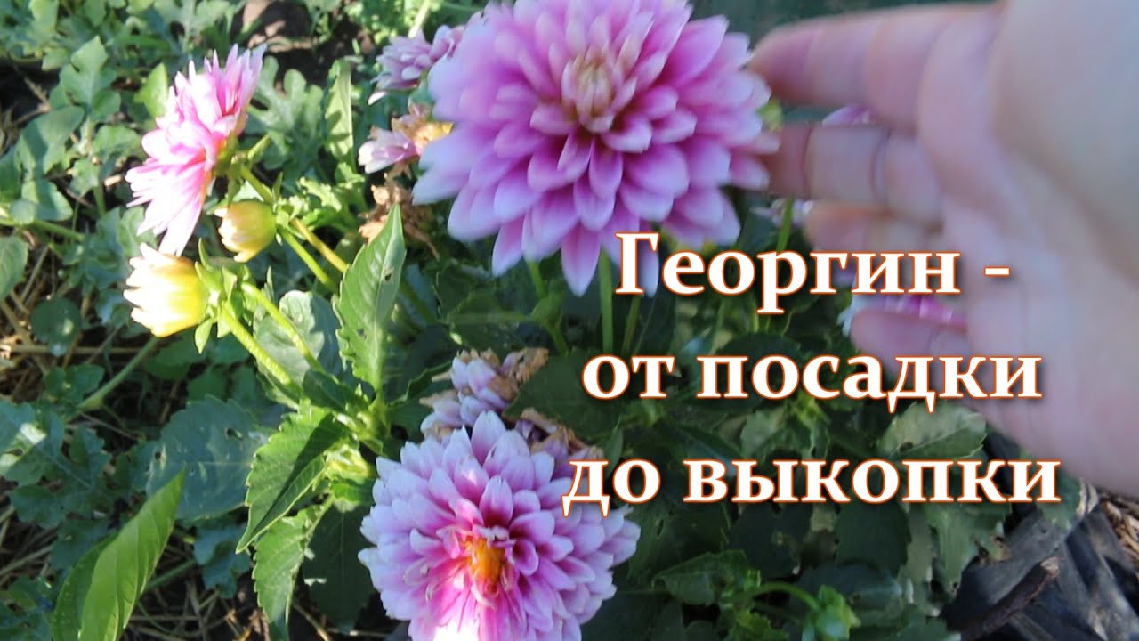 Цветут до самых морозов! Георгины - посев, посадка, подкормки уход. Лучшие Сорта Георгин