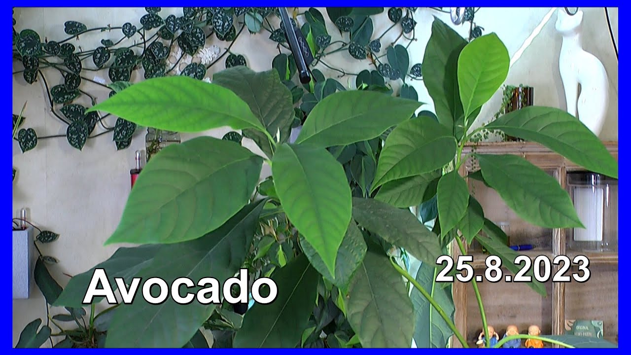 Avocado aus Samen Baum Pflanze wie pflege ich die Avocado