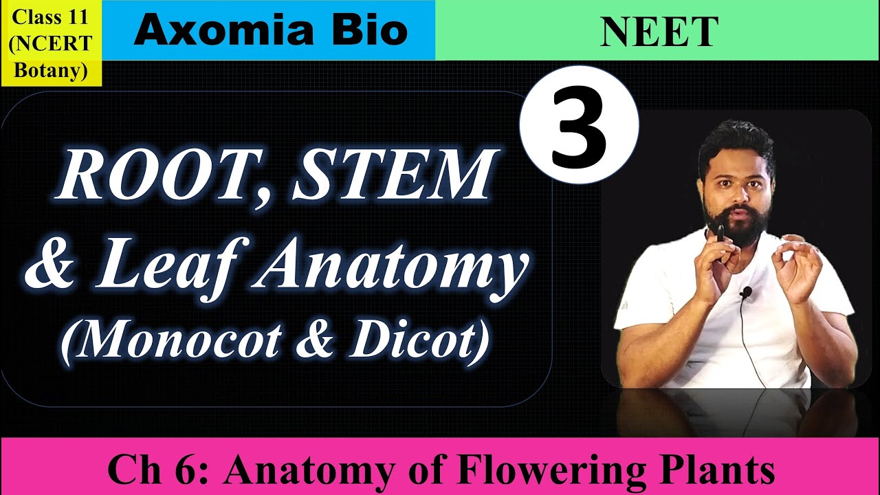 Root, Stem and Leaf Anatomy| Monocot & Dicot Structure| Dr Rajib Borah| NEET| Assamese| Axomia Bio
