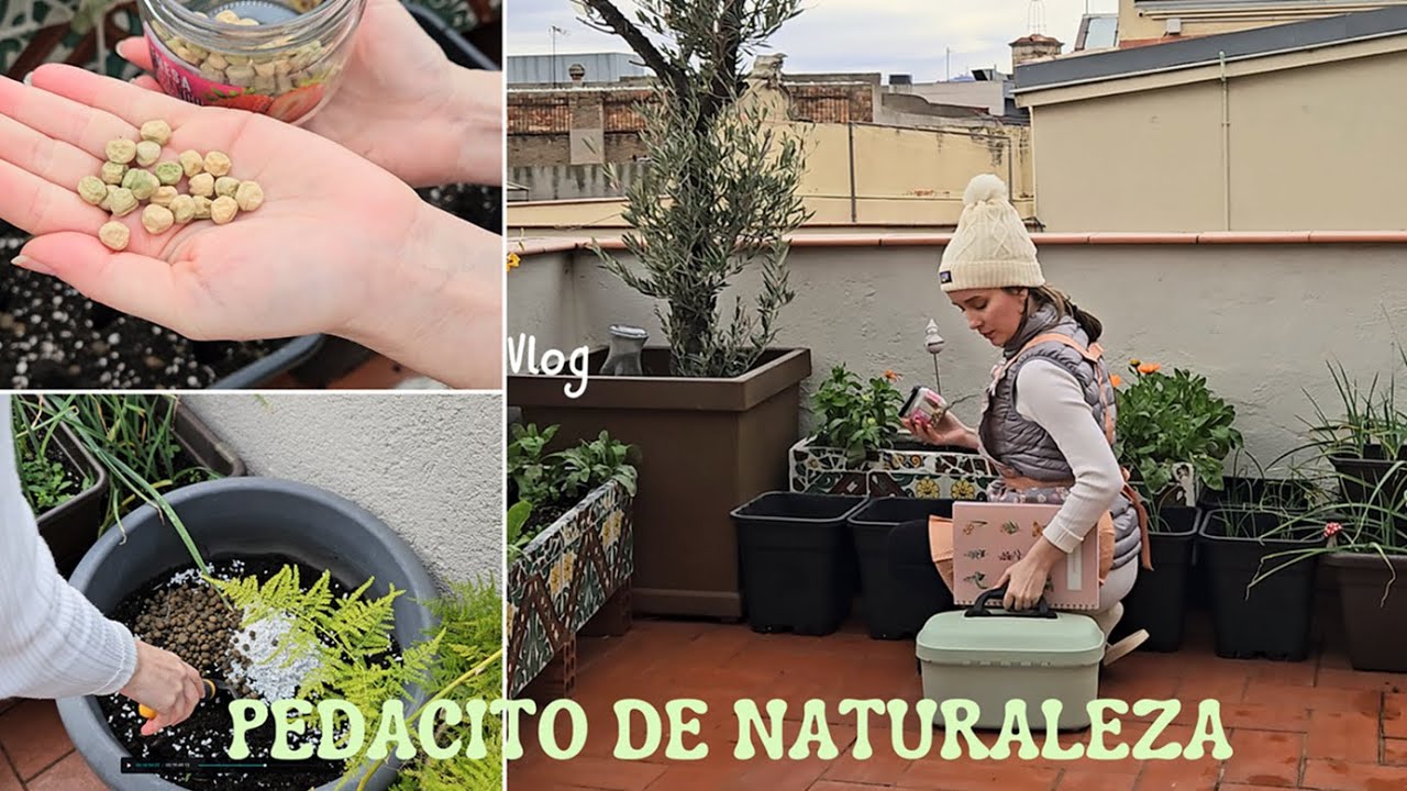 🫘🪣DÍAS de lluvia PRODUCTIVOS en la TERRAZA. Asar castañas. Buscar sustrato.