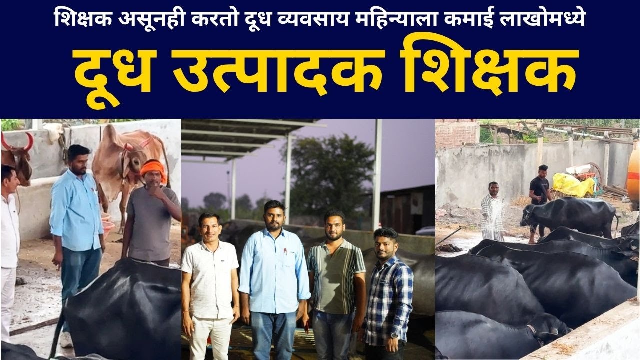 गावात राहून लाखोंची कमाई! शिक्षकाची म्हैसपालन Success Story । Murrah Buffalo Farming In Maharashtra