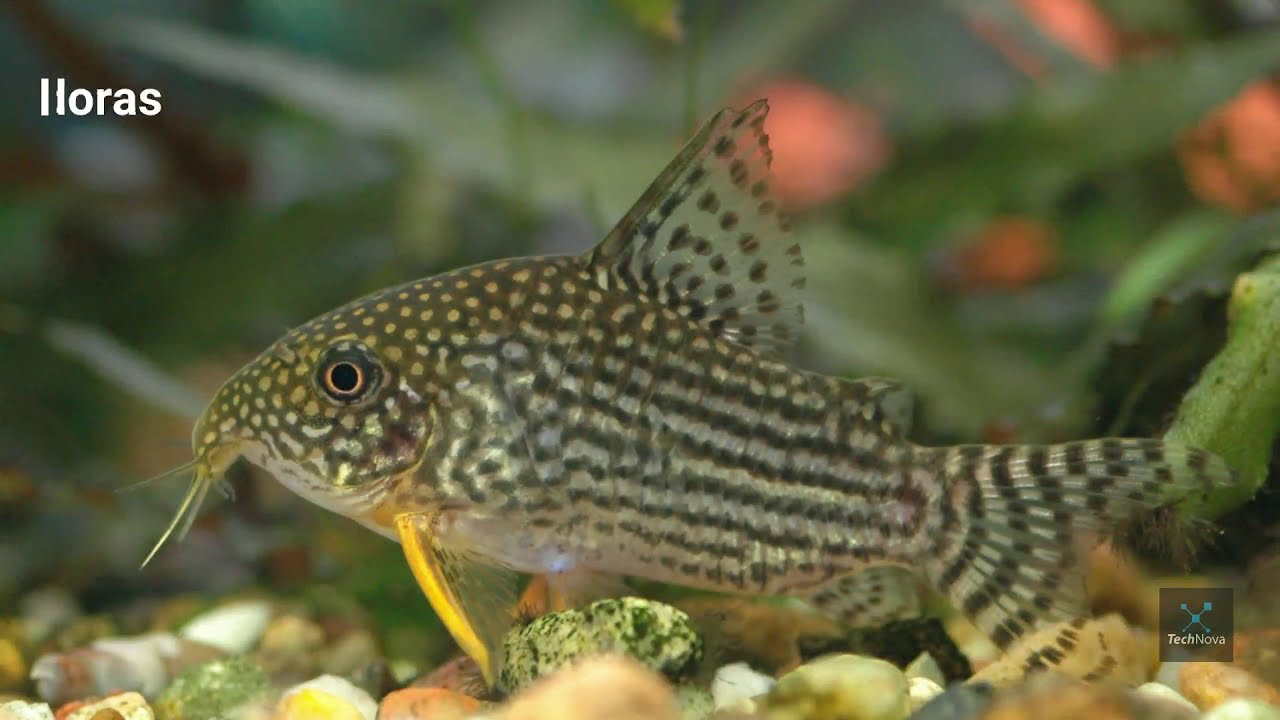 Top 17 Corydoras catfish Types | Cory catfish varieties | Types of Corydoras | Cory catfish types
