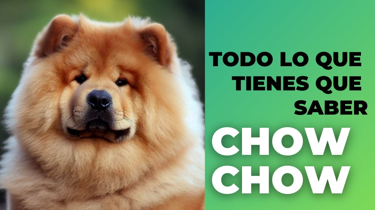 CHOW CHOW 🐕⭐ Todo lo que NECESITAS saber sobre él: Historia, Personalidad y Cuidados. 2023