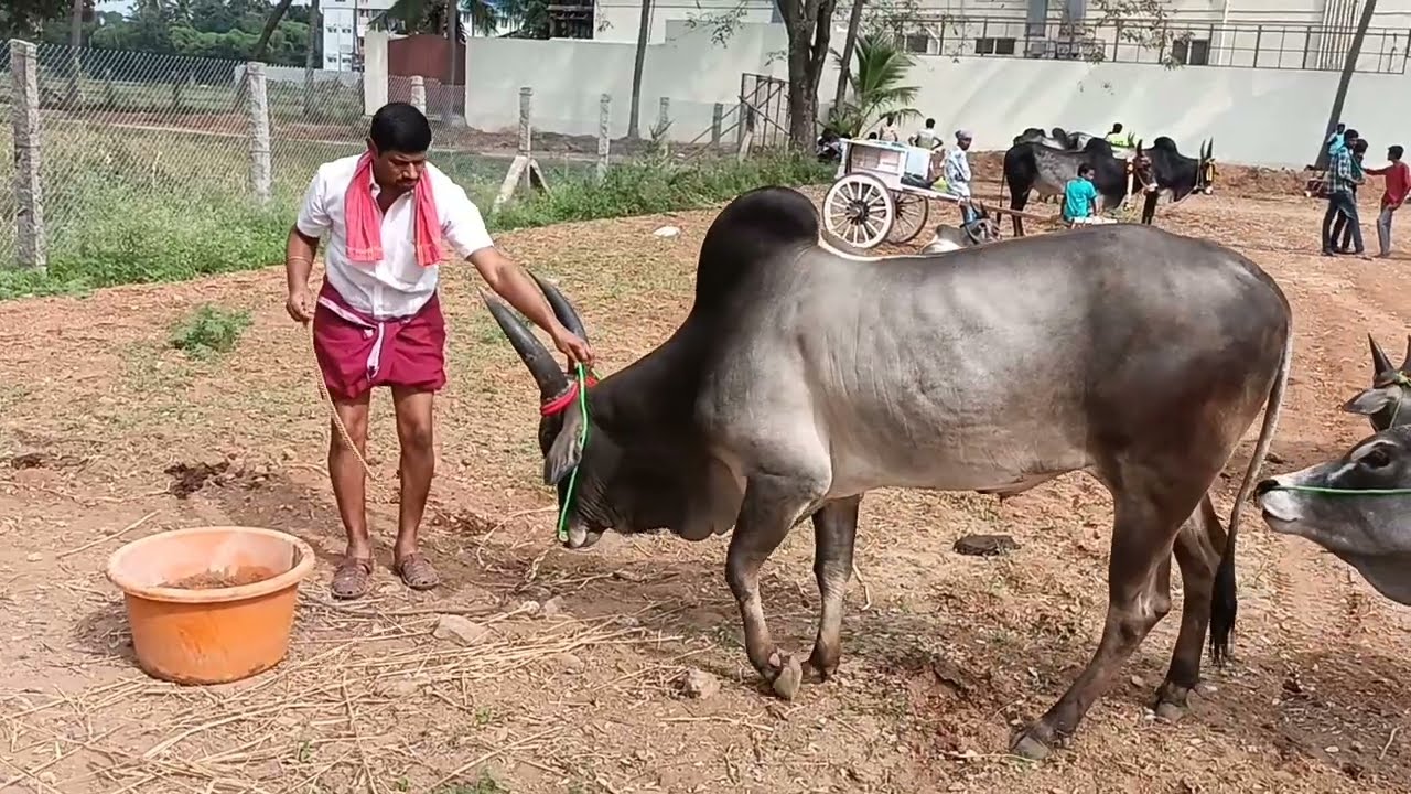 See Kangayam Bulls அரிய நாட்டு மாடுகளின் அரசர்கள் | காங்கேயம் பசு மாடுகள் | Legendary Kangayam Bulls