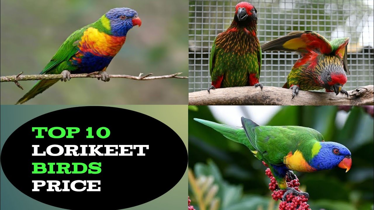 Top 10 Type Lorry keets Bird Price || Lorikeet bird Price in India. 2023