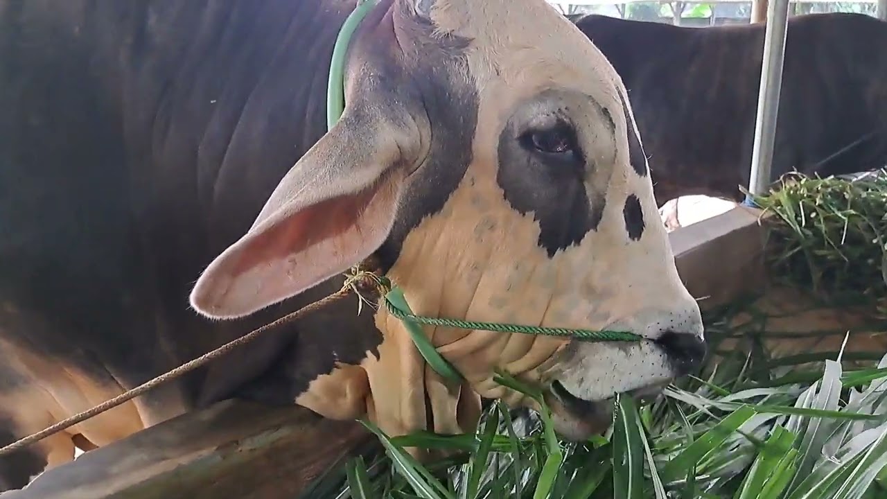 SapiRawatan  lama laku 95%..Reveiuw sapi kurban dikandang Kn jaya farm