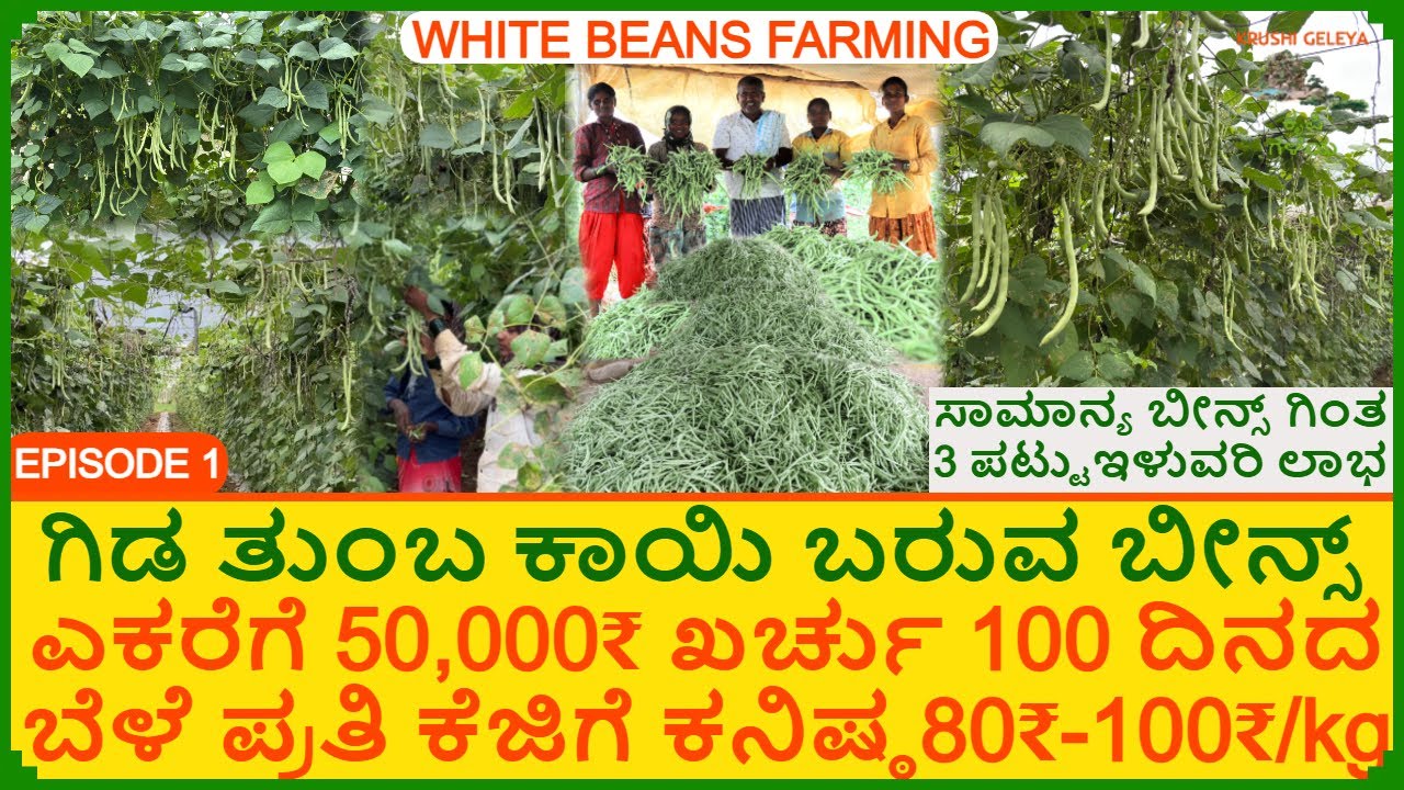 Beans Farming ಬೀನ್ಸ್ ತಳಿ 3 ಪಟ್ಟು ಇಳುವರಿ ಗಿಡ ತುಂಬ ಕಾಯಿ ಎಕರೆಗೆ 50,000 ಖರ್ಚು ಕನಿಷ್ಠ 80₹/kg 100 ದಿನ ಬೆಳೆ
