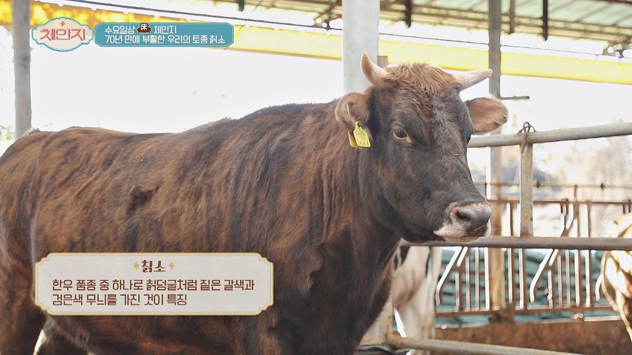 70년 만에 부활한 우리나라의 토종 소, 칡소🐮 체인지(change) 71회 | JTBC 201202 방송