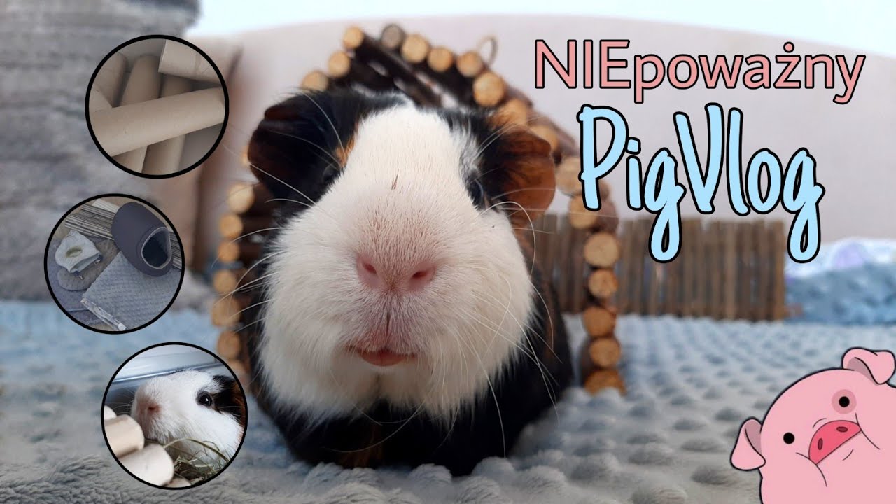 NIEpoważny PigVlog🐷 Wielkie pranie, wizyta u weterynarza + odwala mi🤦‍♀️