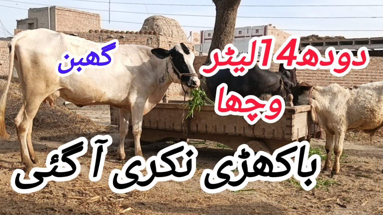 باکھڑی گھبن نکری گائے سیل آن پاکستان یوٹیوب 03051845466..=13.3.2026