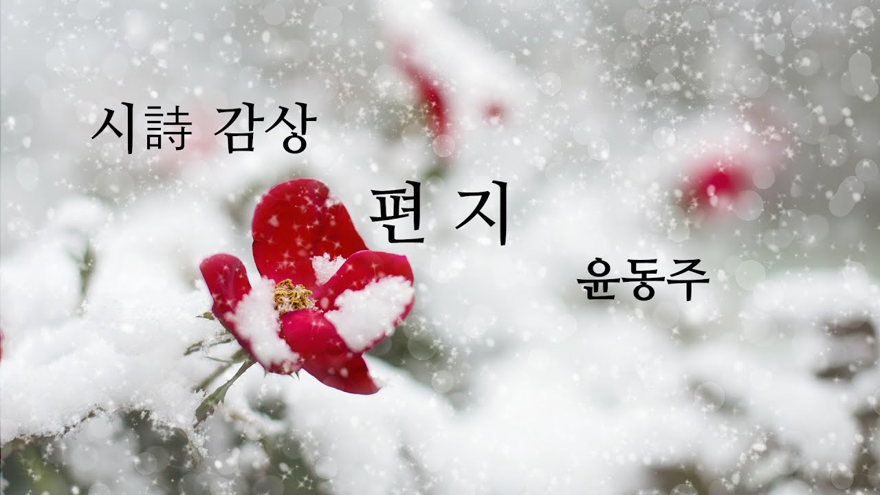 [시 감상] 윤동주 - '편지'