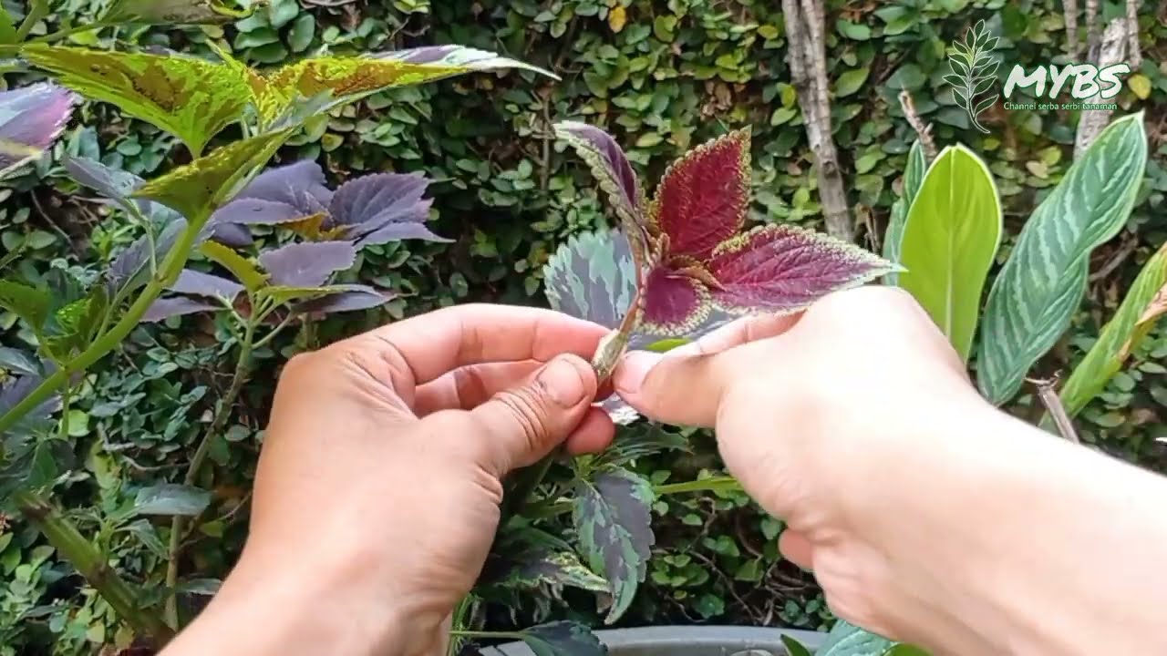 TRICK COLEUS PLANT PROPAGATION MANY COLORS IN ONE TREE | Coleus Plant Bunga Miana