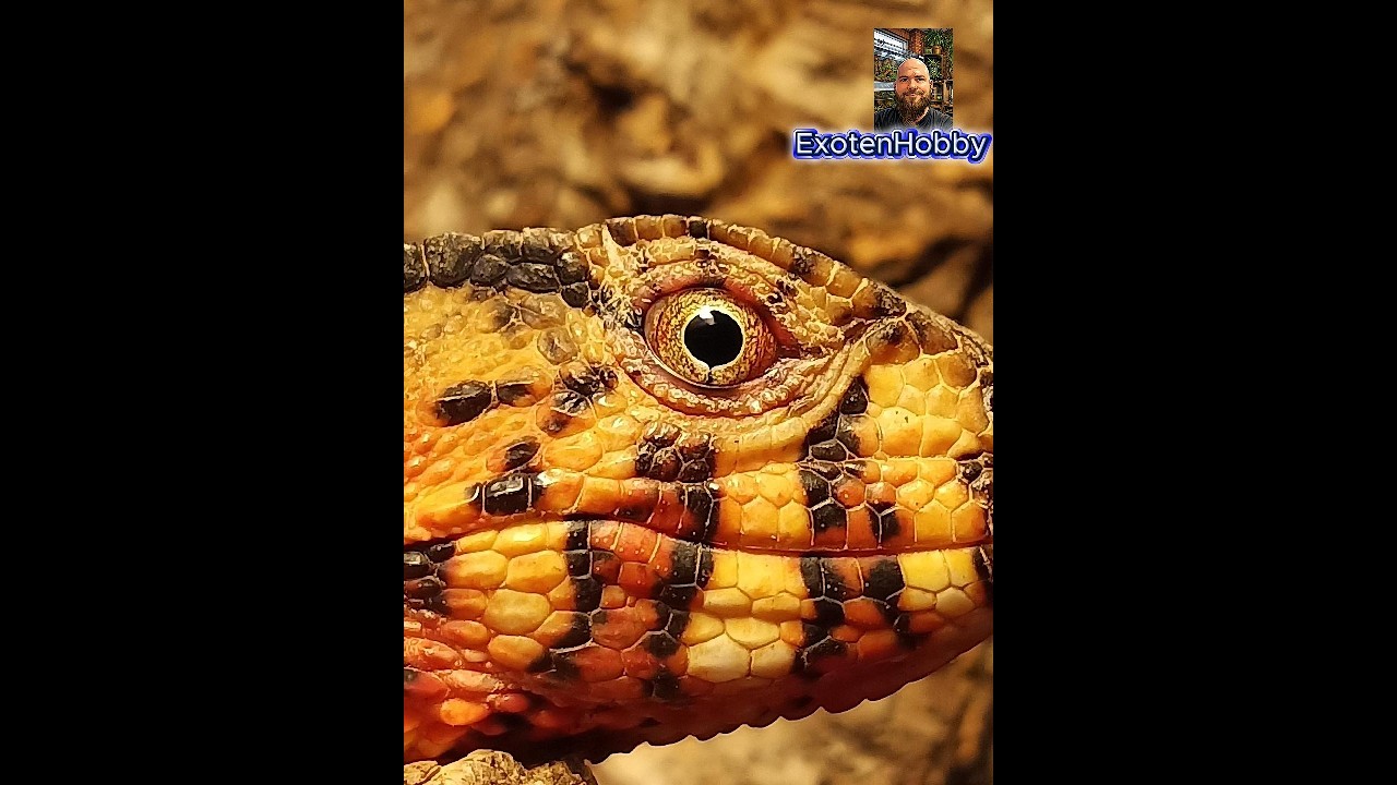 Ein Einblick in meine Haltung, meiner Krokodilschwanzechsen/Shinisaurus crocodilurus