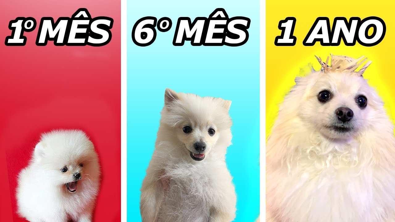 Evolu&ccedil;&atilde;o do meu cachorro Johny em 1 ano.............