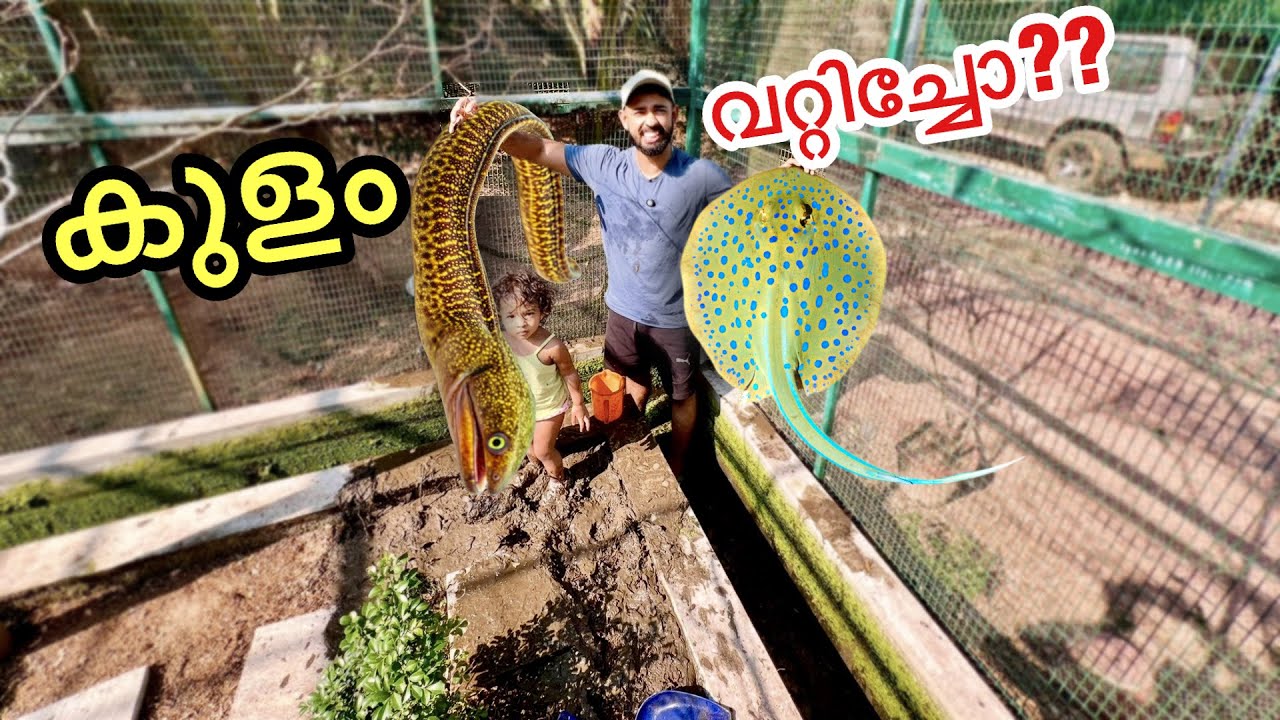 ഗപ്പികൾ എല്ലാം ചത്ത് പോയി.. പക്ഷെ വേറെ വഴി ഇല്ല | Backyard Pond Update