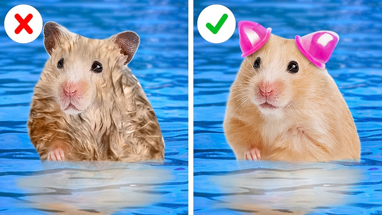 Maison en carton pour hamster 🐹 || Labyrinthe pour votre animal de compagnie