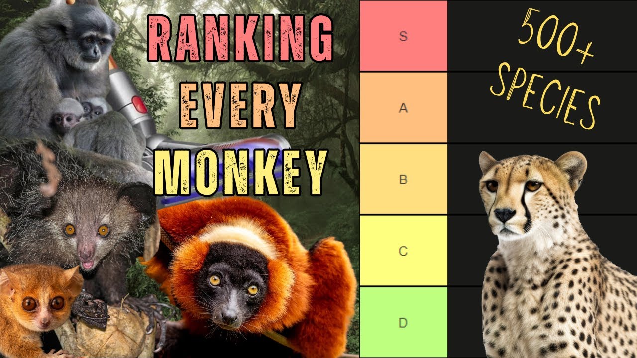Ranking EVERY Monkey Species