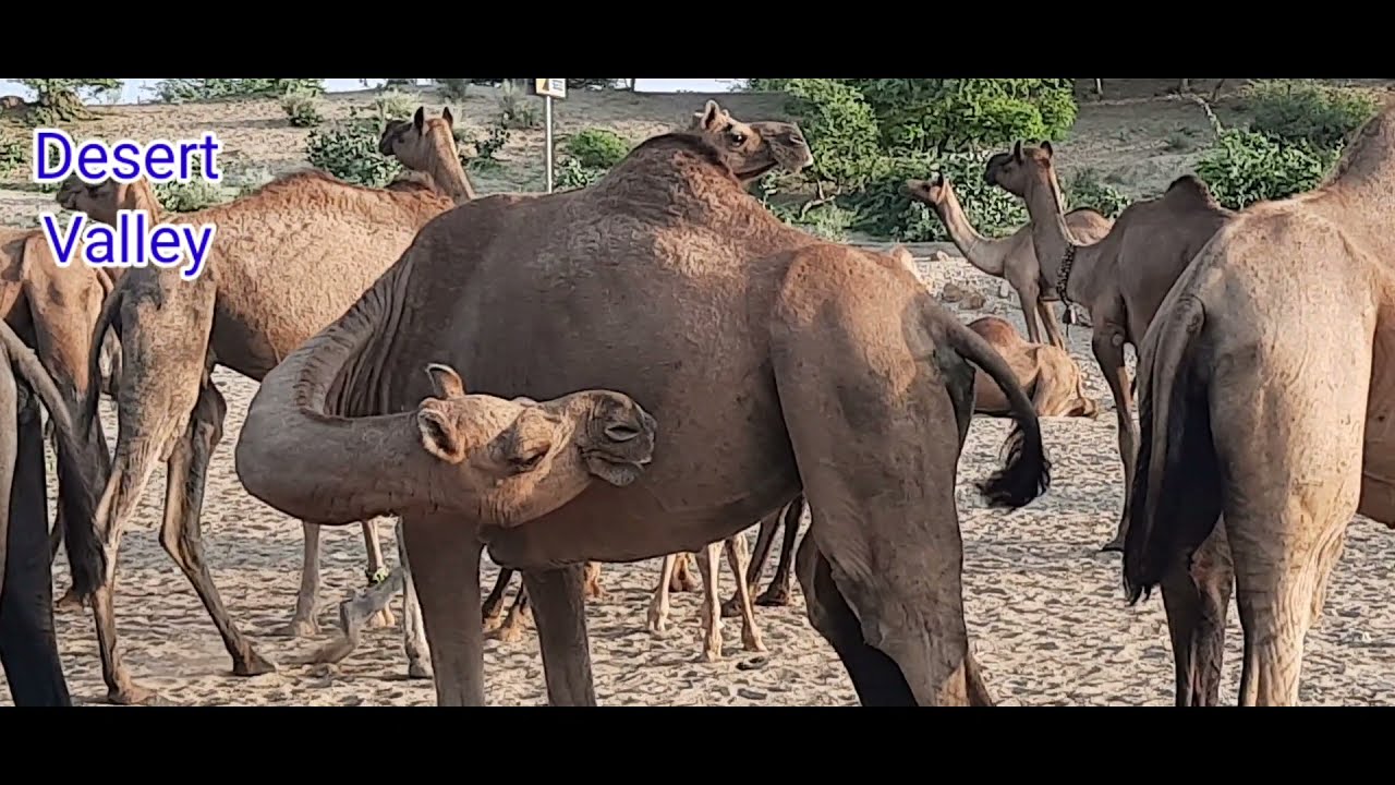 Camel Itching Itself || Camel Scratching || Tharparkar Camel