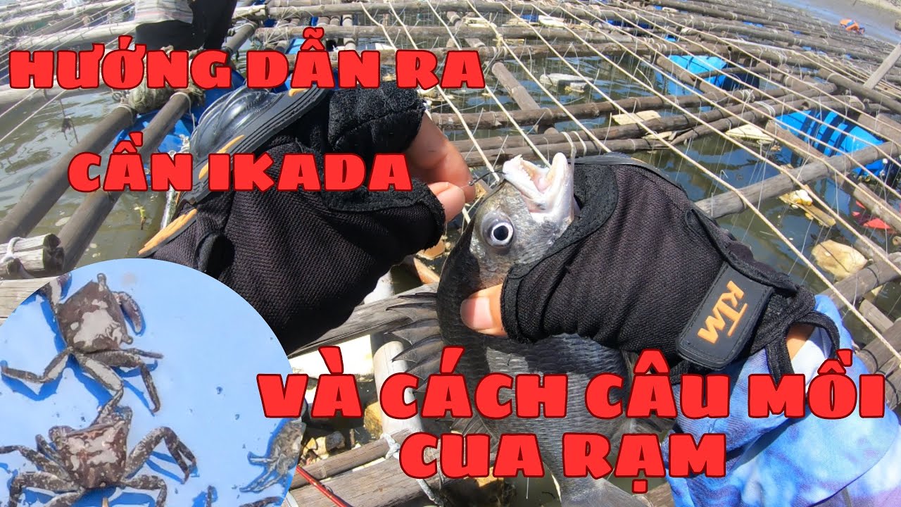 HƯỚNG DẪN RA CẦN IKADA , CÁCH BẮT VÀ CÂU MỒI CUA RẠM ( NHA). CÂU CÁ BIỂN, CÂU CÁ TRÊN BÈ.