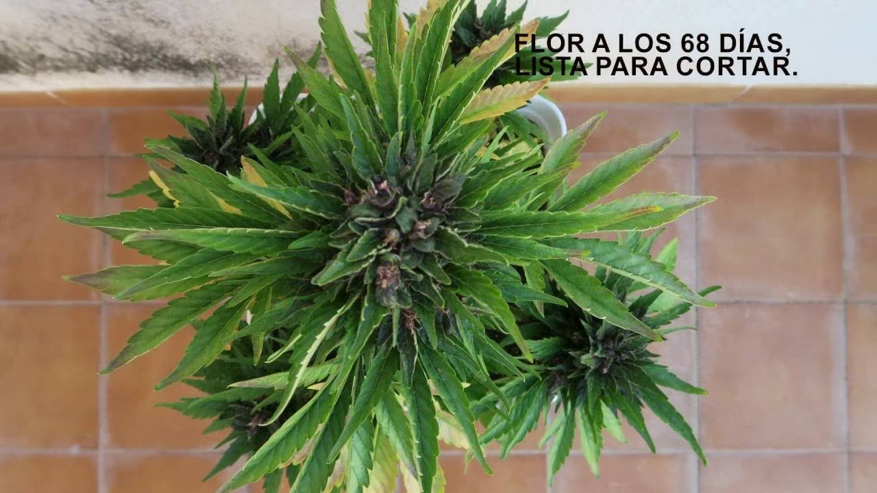 SEGUIMIENTO COMPLETO DARK DEVIL AUTO DE SWEET SEEDS EN EXTERIOR