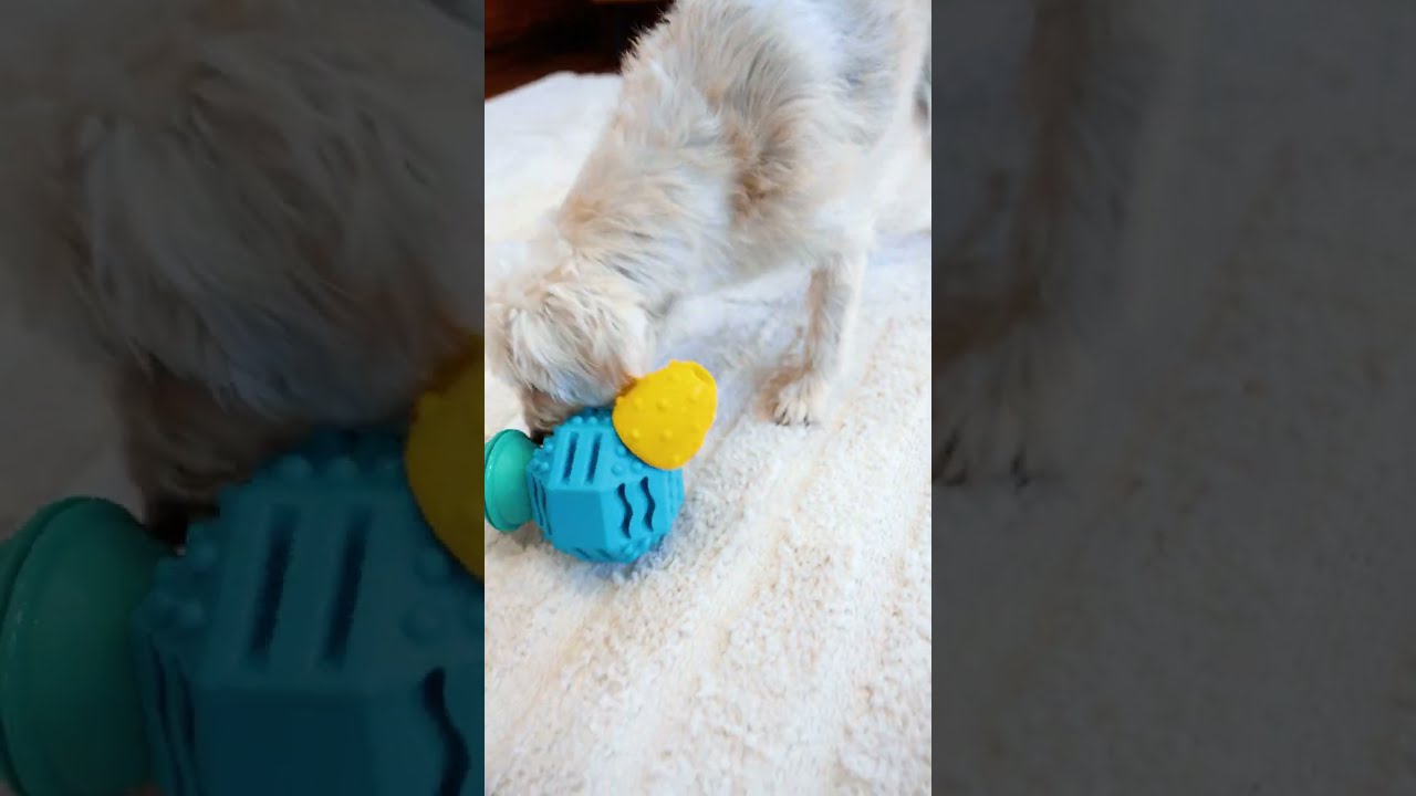 Treat Station: GURU Pet Company Dog Toy