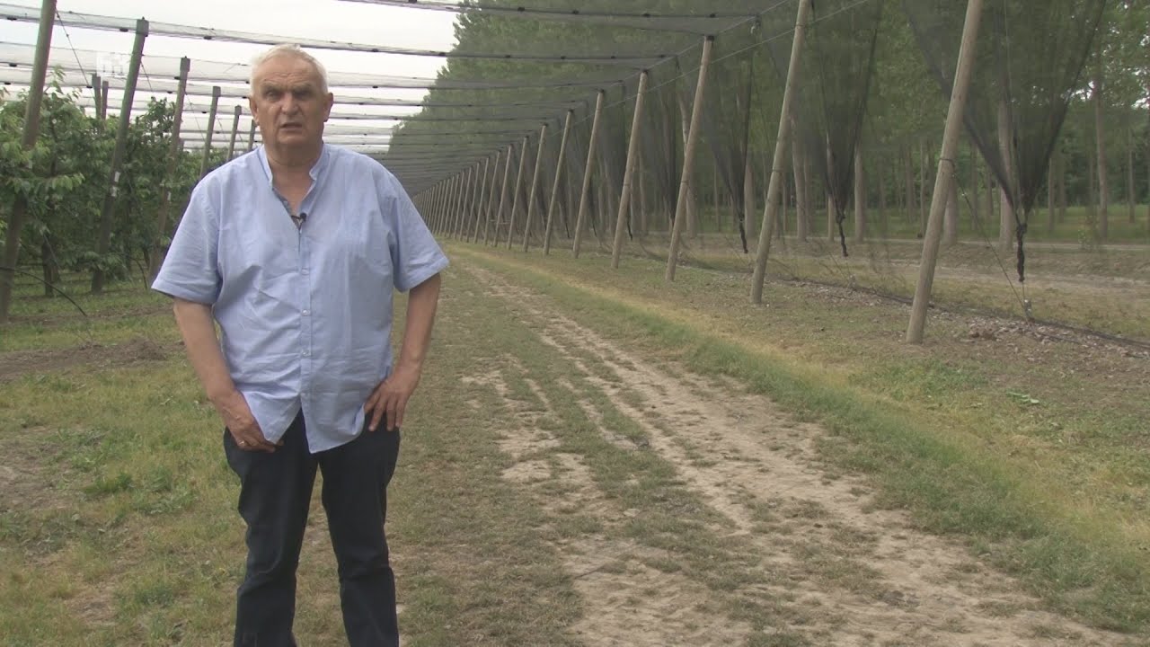 SVEMIRSKI BROD U POLJOPRIVREDI-zasad trešnje koji IMA SVE - ali kako izgleda - mreže do zemlje i ...