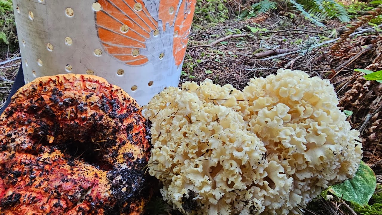 Mushrooms Foraging in Washington State near Mt. Rainier. (Cauliflower and Lobster Mushroom)