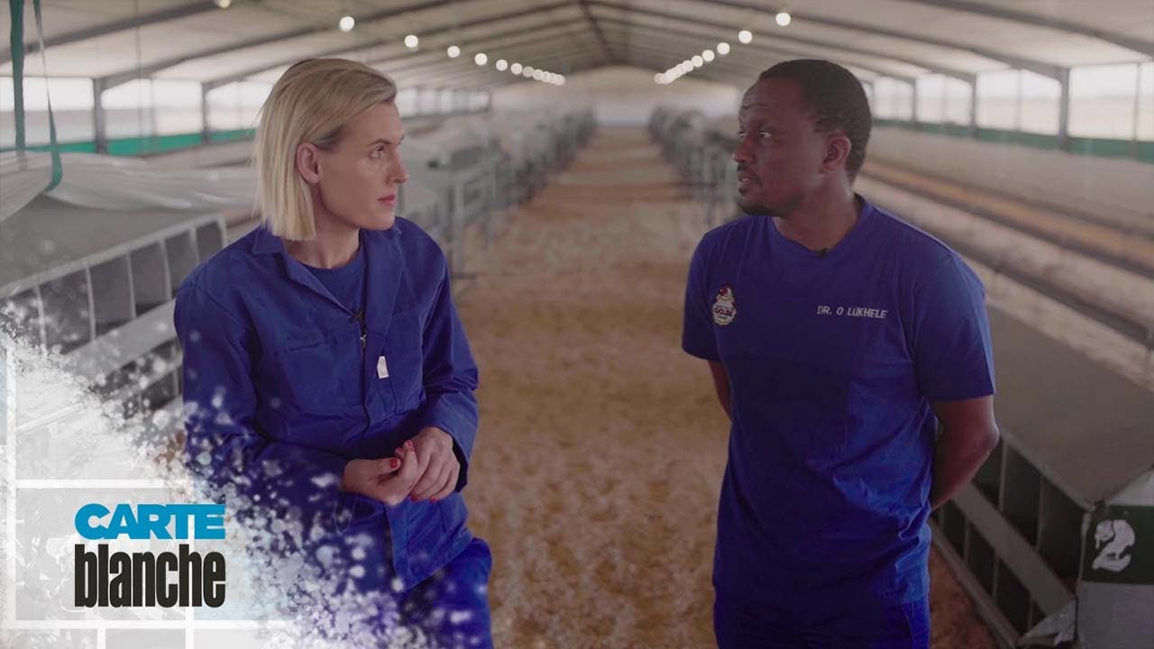 Bird flu | Carte Blanche | M-Net